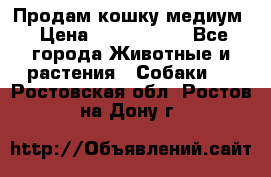 Продам кошку медиум › Цена ­ 6 000 000 - Все города Животные и растения » Собаки   . Ростовская обл.,Ростов-на-Дону г.